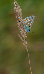 Common Blue Butterfly