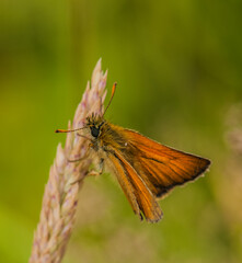 Large Skipper