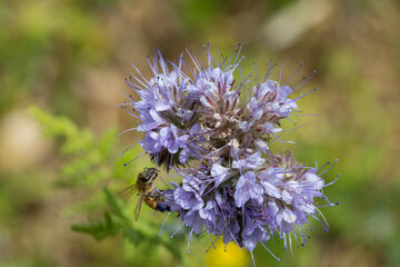 abeille sur une fleur mauve claire