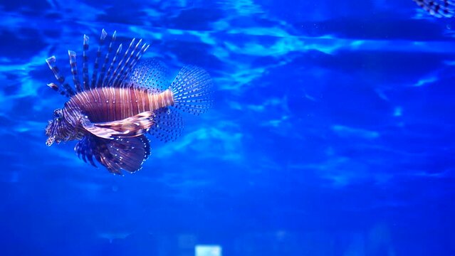 aquarium fish. Lionfish-striped or zebra fish. Species of ray-finned fish of the scorpion family. Stock video. High quality 4k footage