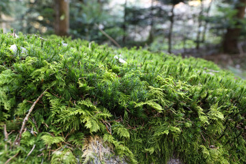 Close up of a mossy stone in a foreground with trees and sunlight in a background . Nature protection. 