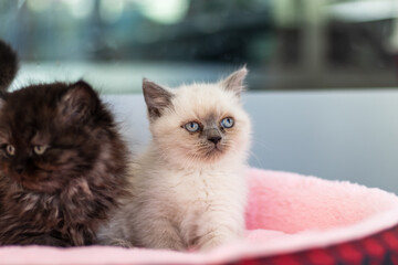 Front shot of blue-eyed kitten white cat lying down