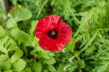 Poppy flower bud in light rain.