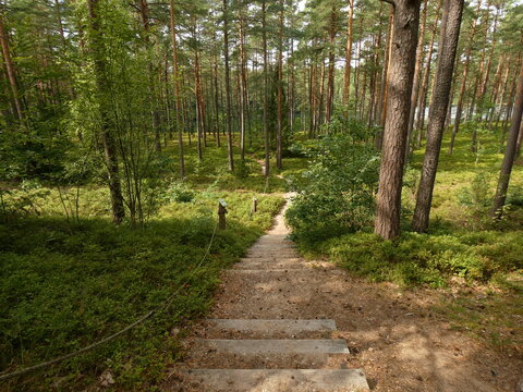 Wooden stairs in the forest leading to the lobelian lake, Modre lake, Kashubia, Poland