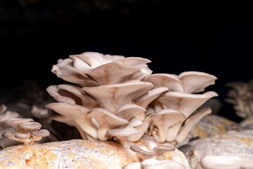 Oyster mushroom grown in the bag in the dark
