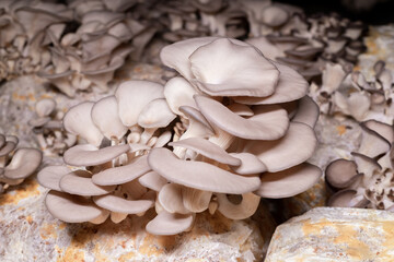Oyster mushroom grown in the bag in the dark