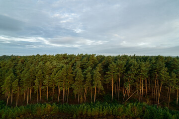 Tree line on a cloudy day 
