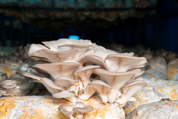 Oyster mushroom grown in the bag in the dark