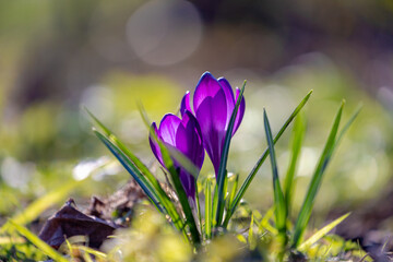 Selective focus of violet crocus flowers in the green meadow with warm sunlight in the morning, The flowers are one of the brightest and earliest spring bloom, Natural spring floral background.