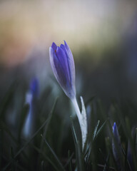 Fototapeta premium purple crocus flower