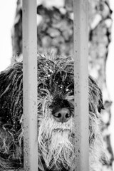 Stary Domowy pies samiec w niewoli - obrazy, fototapety, plakaty