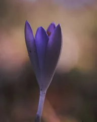 Deurstickers Aubergine lentekrokus bloem