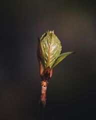 Fototapeta premium leaf