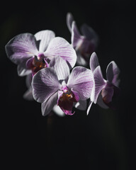 Obraz na płótnie Canvas orchid on black
