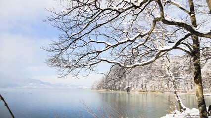 tree in the cold  lake