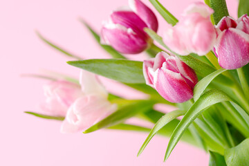 Fototapeta premium spring tulips on pink background. Greeting card for mothers day