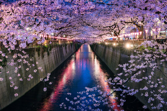 Nakameguro Cherry Blossom Festival at night, Tokyo, Japan