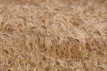 Close-up In Wheat Field