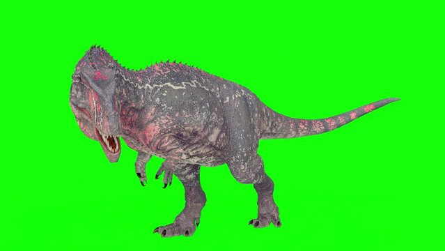 giganotosaurus is looking for something on green chroma key background