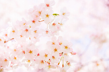 Fototapeta na wymiar 満開の桜の花（春イメージ素材）