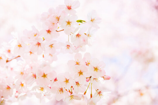 満開の桜の花（春イメージ素材）