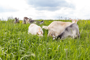 Fototapeta premium Cute free range goatling on organic natural eco animal farm freely grazing in meadow background. Domestic goat graze chewing in pasture. Modern animal livestock, ecological farming. Animal rights