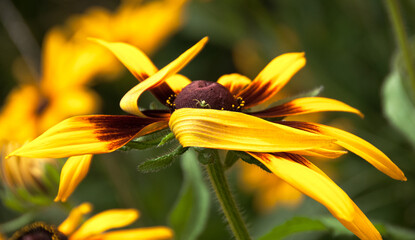 Close up of a yellow flower on blurred background with a spider