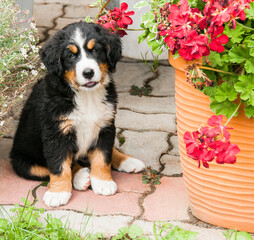 Happy bernese mountain dog puppy with flowers