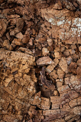 Cortex or wood chip background texture with small chips of natural wood 