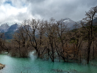 Floodded rain forests along the scenic road to the Exploradores Glacier ion the slopes of Monte San...