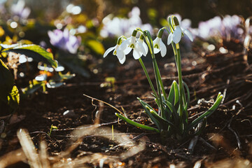 Schneeglöckchen im Garten, Frühling im Garten, Frühlingsblume im Garten 