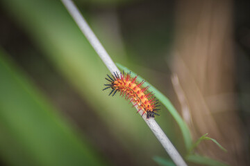 Red caterpillar on a branch, close up view