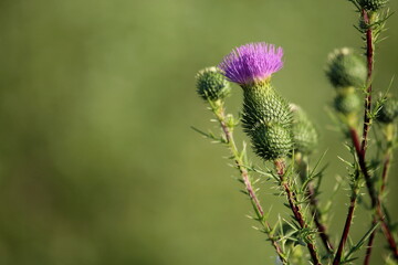 Thistle flower in the field