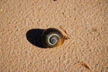 Fototapeta na wymiar Snail shell from the Amazon rainforest stranded in the sand of the Rio Tapajós river. Village Solimões, Santarém, state of Pará, Brazil.