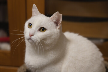 白の保護猫（a cute white rescued cat）