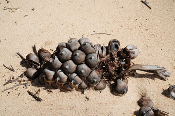 Whole, dried fruiting stem of the aguaje palm fruit Buriti (Mauritia flexuosa, arecaceae), stranded on the banks of the Rio Tapajós river. Solimões village, Santarém, Pará state, Brazil.