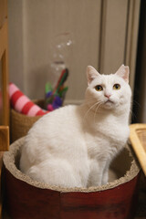 白の保護猫（a cute white rescued cat）