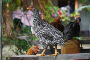 Chickens sheltered in tropical rain on the covered cargo area of an old jeep. Village Solim&otilde;es, Santar&eacute;m, state of Par&aacute;, Brazil