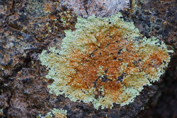 Close-up of colorful lichens on a tree in Amazon rainforest. Lichen with diameters of up to 10 cm,...