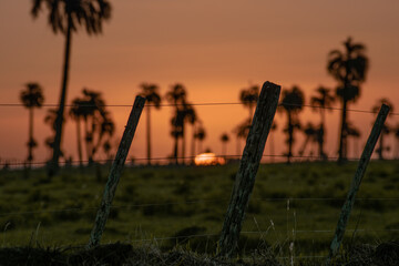 sunset in a field of palm trees