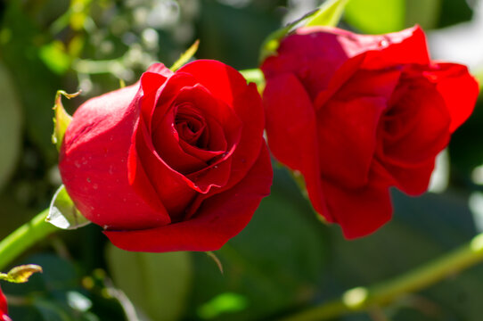 Rosas Rojas II