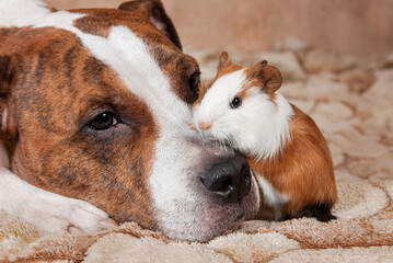 Friendship between dog and little guinea pig