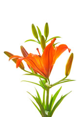 Beautiful orange lily with buds and green leaves close-up on a white isolated background