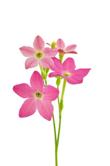 Beautiful pink flowers of zephyranthis on a green stem close-up on a white isolated background