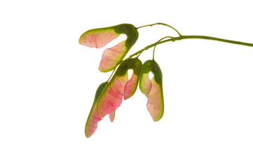 Red maple seeds on a branch close-up on a white isolated background