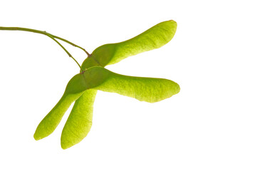 Green maple seeds on a branch close-up on a white isolated background