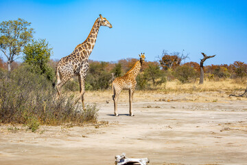 Giraffe in the savannah; Hwange National Park, Zimbabwe Africa - obrazy, fototapety, plakaty