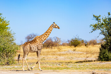 Naklejka na ściany i meble Giraffe in the savannah; Hwange National Park, Zimbabwe Africa