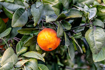 Ripe oranges grow on a tree among the foliage