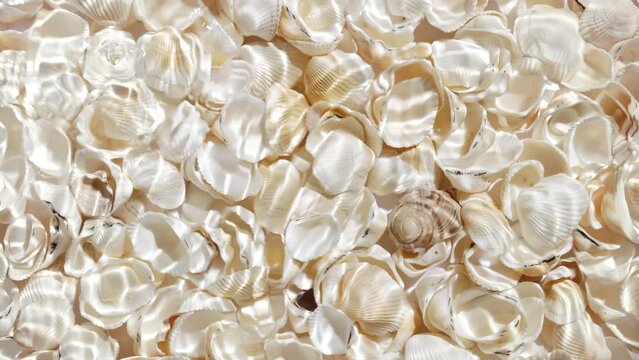 Multiple drops falling in water making multiple water rings over seashells background | beauty product background, skin hydration concept